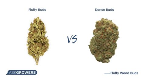 fluffy buds vs dense buds|How To See The Difference Between Good and Bad。